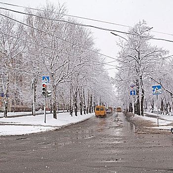 雪,场景,树林,道路,红绿灯,交通
