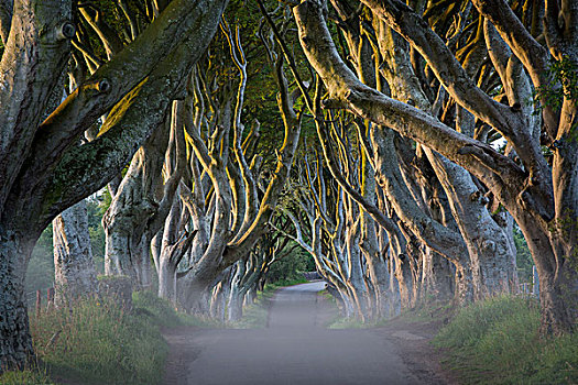 模糊,黎明,山毛榉,树林,道路,暗色,树篱,靠近,安特里姆郡,北爱尔兰,英国