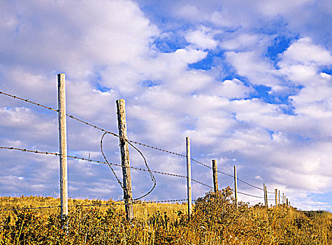 栅栏,草场,靠近,艾伯塔省,加拿大