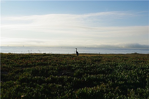 孤单,起重机,太平洋,岸边,早晨,圣芭芭拉,加利福尼亚