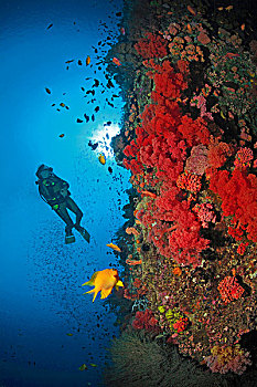 潜水,靠近,陡峭,脸,软珊瑚,宿务岛,省,菲律宾,亚洲
