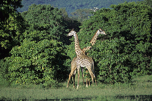 坦桑尼亚,大裂谷,马萨伊,长颈鹿