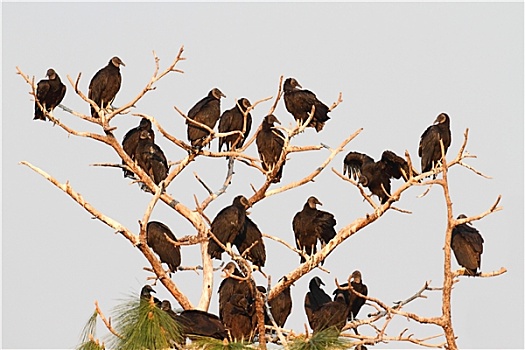 成群,黑美洲鹫