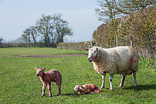 母羊,两个,诞生,羊羔,草场