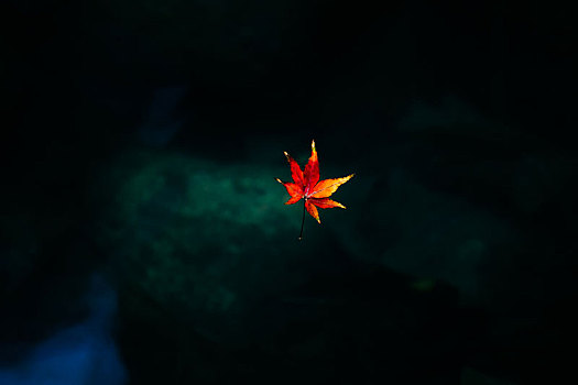 漂浮的枫叶