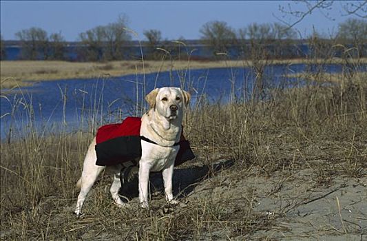 黄色拉布拉多犬,狗,远足,靠近,湖,穿,背包