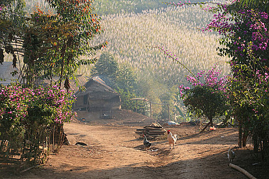 云南思茅地区孟连县芒信乡海东村芒旧新寨的进口,种植的山花很是漂亮