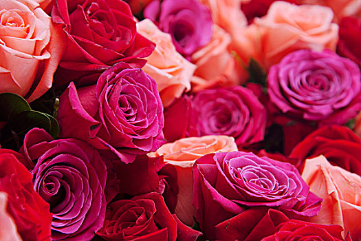 玫瑰,多样,红色,粉色