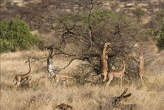非洲瞪羚,长颈羚,进食,萨布鲁国家公园,肯尼亚