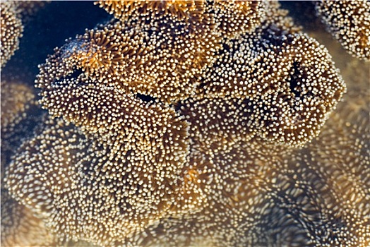 皮革,珊瑚