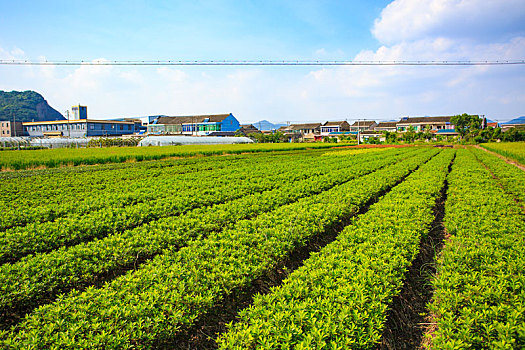 鄞州,东吴镇,东吴,水稻,稻田,田园,天空,阳光