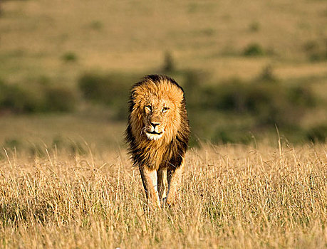 非洲,肯尼亚,马塞马拉野生动物保护区,雄性,狮子,走,干草,画廊