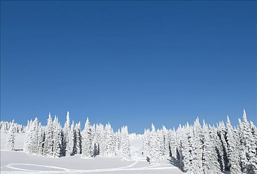 树,积雪,风景,西部,黄石公园,加拉廷,蒙大拿,美国