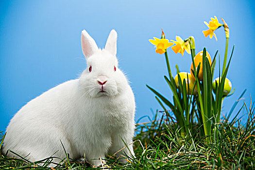 白色,绒毛状,兔子,坐,旁侧,水仙花,复活节彩蛋,蓝色背景,背景