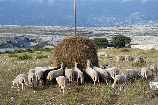 羊群,吃草,日落