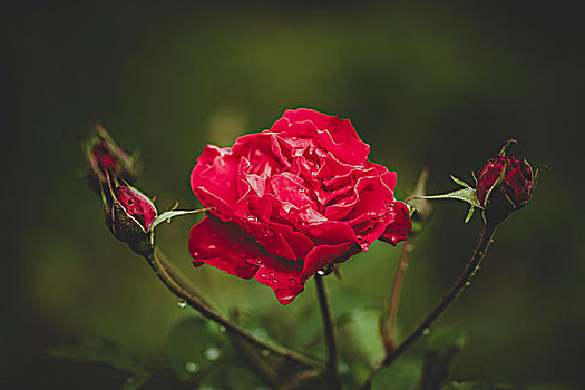 盛开的玫瑰花
