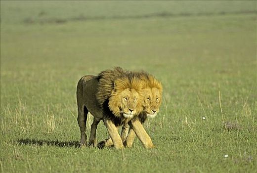 两个,走,雄性,狮子,早晨,亮光,行进,马赛马拉,自然保护区,肯尼亚