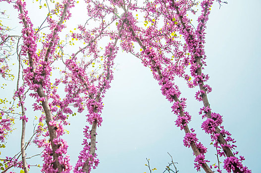 盛开的紫荆花特写