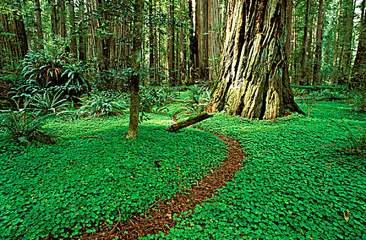 小路,酢浆草,成熟林,红杉,体重,小树林,杰迪戴亚-史密斯红杉树州立公园,红杉国家公园,加利福尼亚