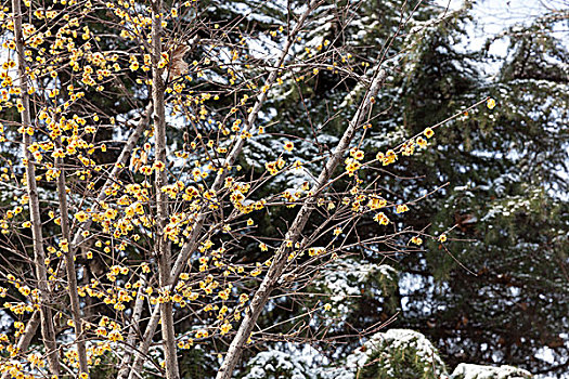 雪,下雪,植物