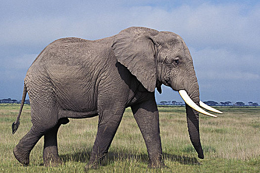 非洲象,雄性,马赛马拉,公园,肯尼亚