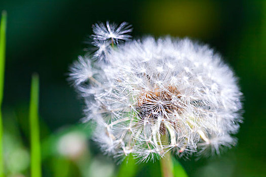 蒲公英,花,绒毛状,特写,深绿,背景,聚焦