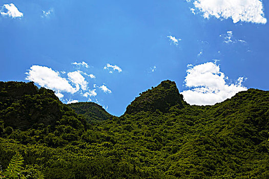 长满绿色植物的青山