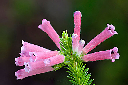 石南花,花