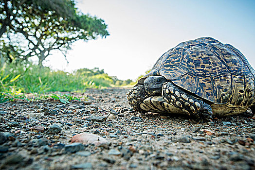 龟,龟科,克鲁格国家公园,南非