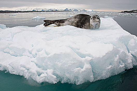 海豹,浮冰,南极半岛,南极