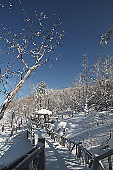 哈尔滨,雪乡,雪景,北方