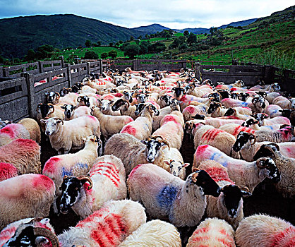 绵羊,凯瑞郡,爱尔兰