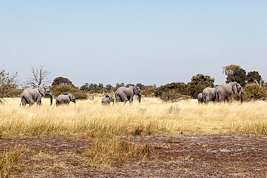 非洲象,漫游,大草原,莫雷米禁猎区,博茨瓦纳,非洲