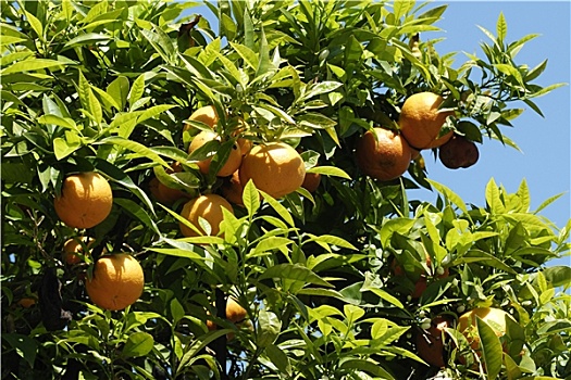 橘子,树上,戛纳,法国