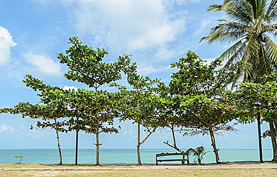 海景,热带,杏树,海滩