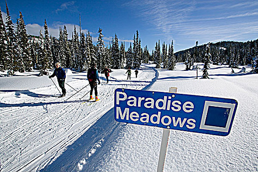 越野,滑雪者,享受,晴天,越野滑雪,乐园,草地,山,华盛顿,温哥华岛,不列颠哥伦比亚省,加拿大