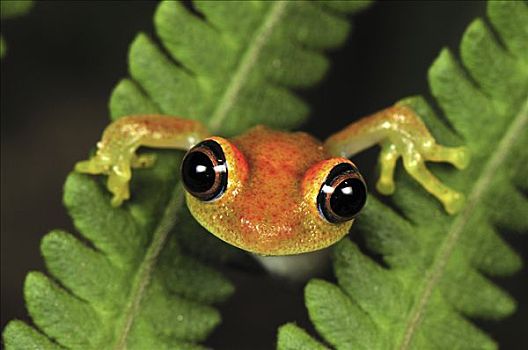 绿色,青蛙,蕨,安达斯巴曼塔迪亚国家公园,马达加斯加