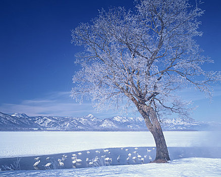 霜,树,湖