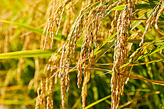 秋季里阳光下成熟的稻谷