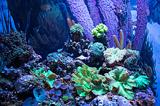 藻类,珊瑚,石头,鱼缸