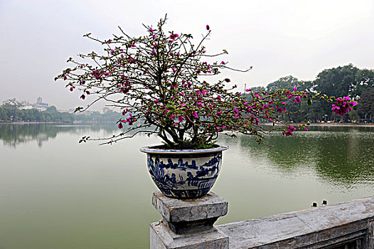 盆景,树,正面,儿子,庙宇,玉,山,还剑湖,河内,北越,越南,东南亚,亚洲