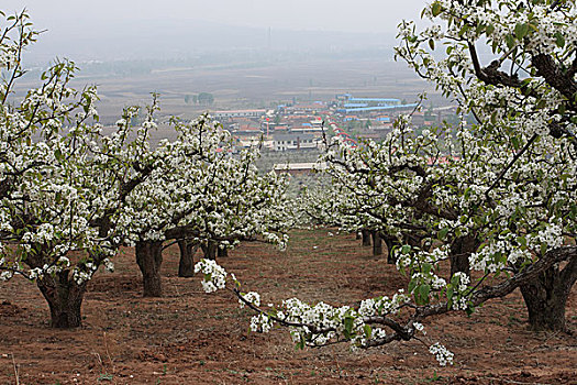 吉林省延边和龙市万亩苹果梨