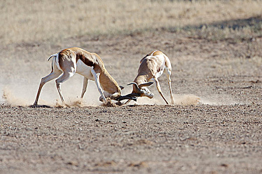 跳羚,两个,成年,争斗,地盘,行为,卡拉哈里沙漠,南非,非洲