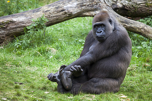 大猩猩,雌性,草地,坐,草