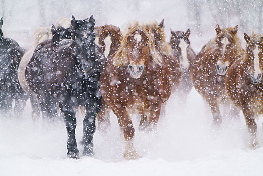 暴风雪,马