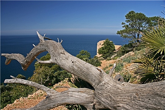 榆树,马略卡岛