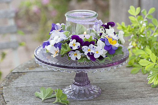角堇,紫色,花,花环