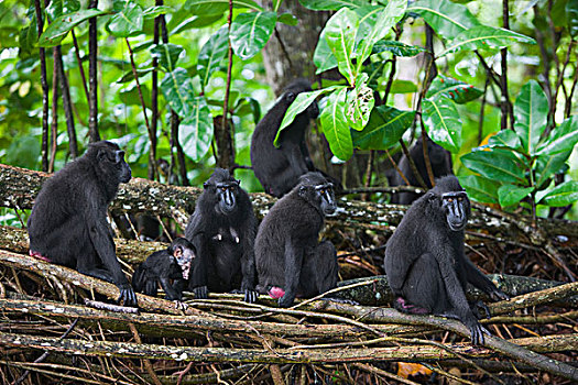 黑色,短尾猿,弥猴属,群,苏拉威西岛,印度尼西亚
