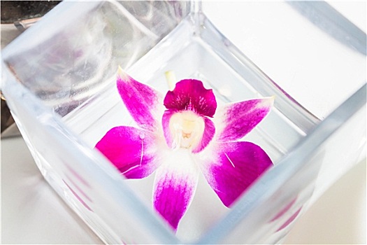 漂亮,紫罗兰,白色,兰花,水上,盒子