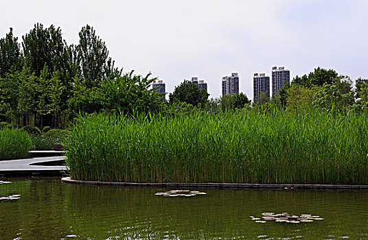 住宅区,庭院,园林